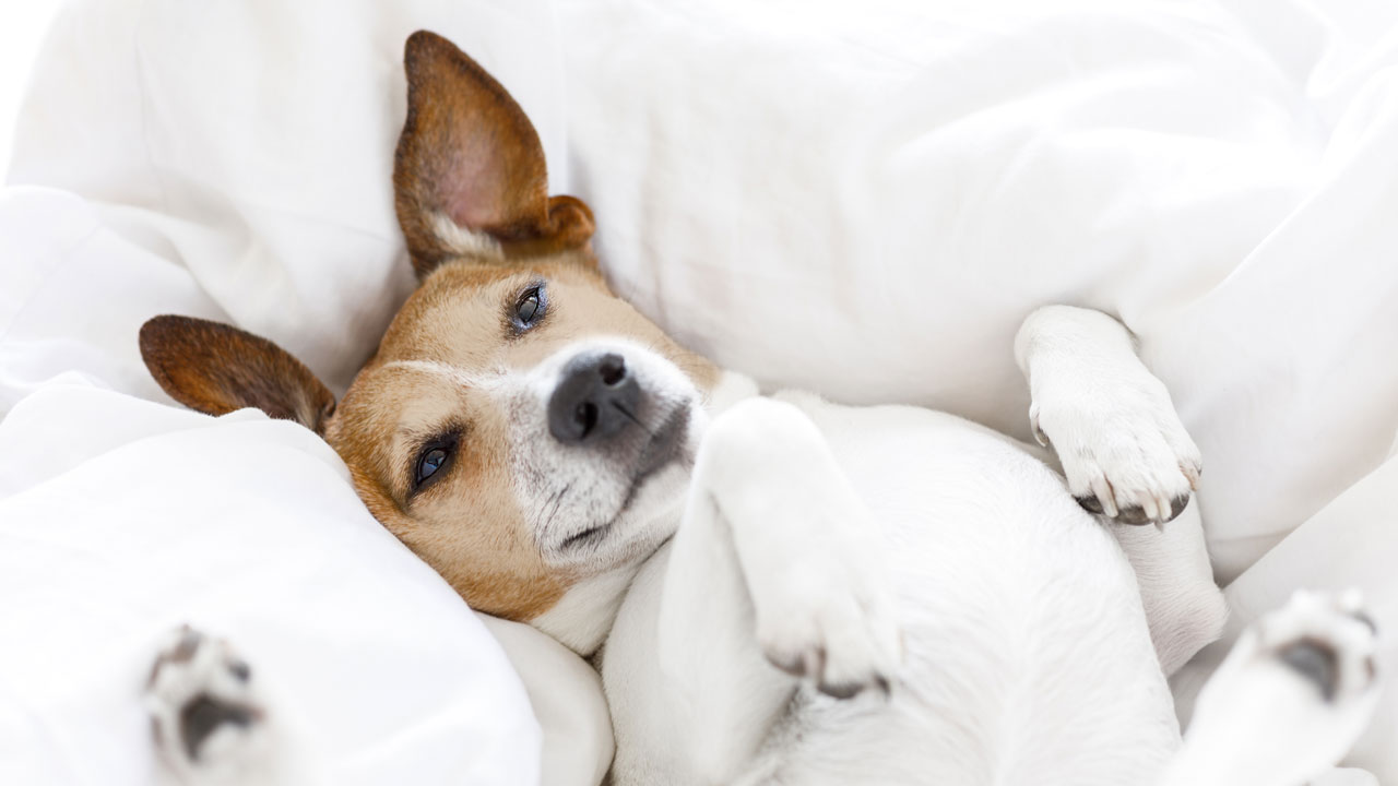 Huile de CBD VET pour chiens Huile de CBD VET pour chiens