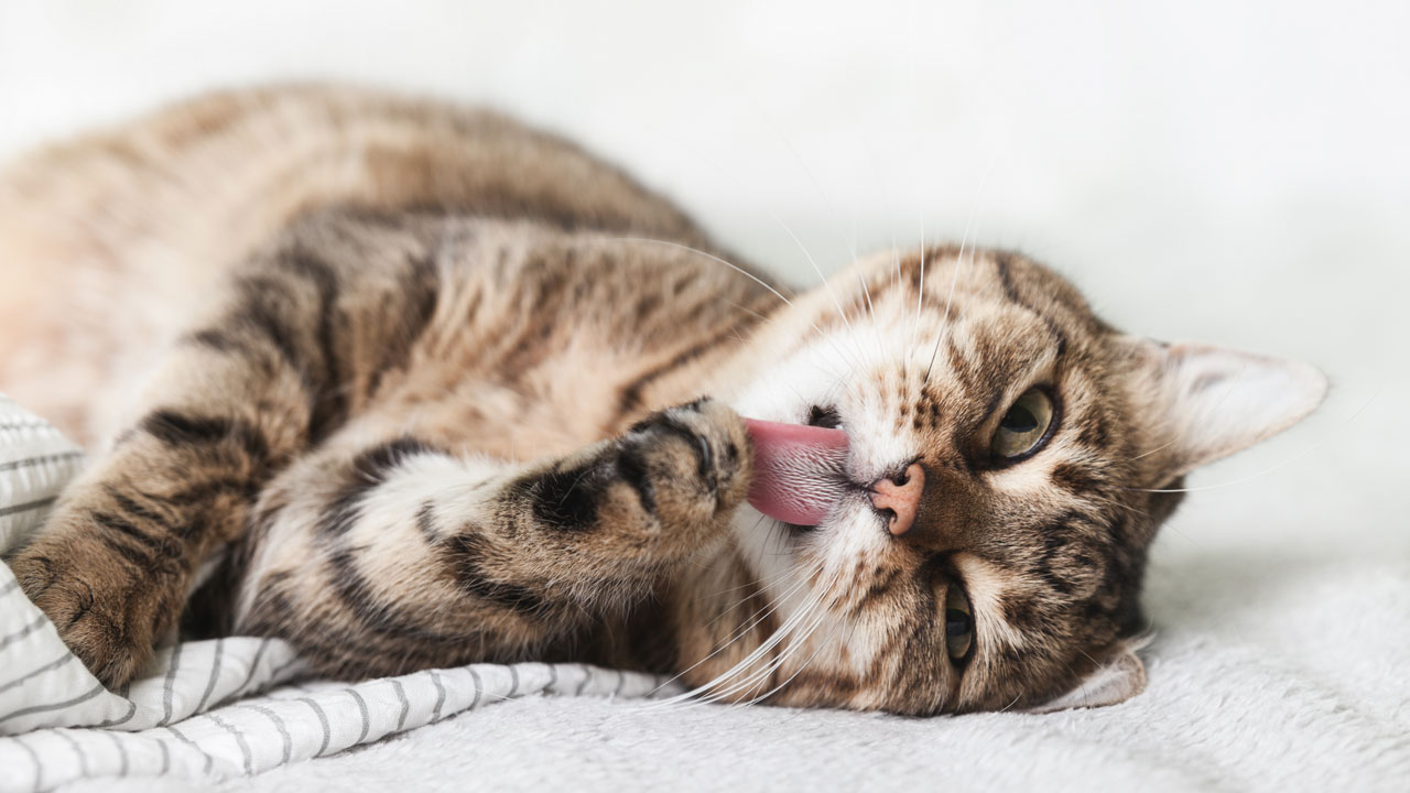 Huile de CBD VET pour petits animaux Huile de CBD VET pour petits animaux