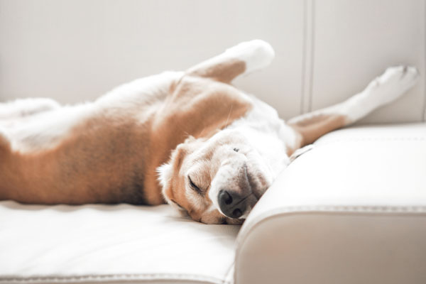 Pour les chiens de tout &acirc;ge