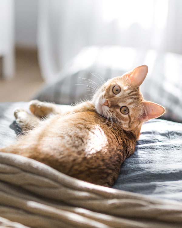 Huile de chanvre pour chats Huile de chanvre pour chats