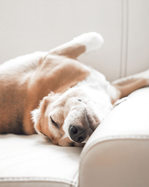 Soin pour chiens à base d'huile de chanvre Soin pour chiens à base d'huile de chanvre