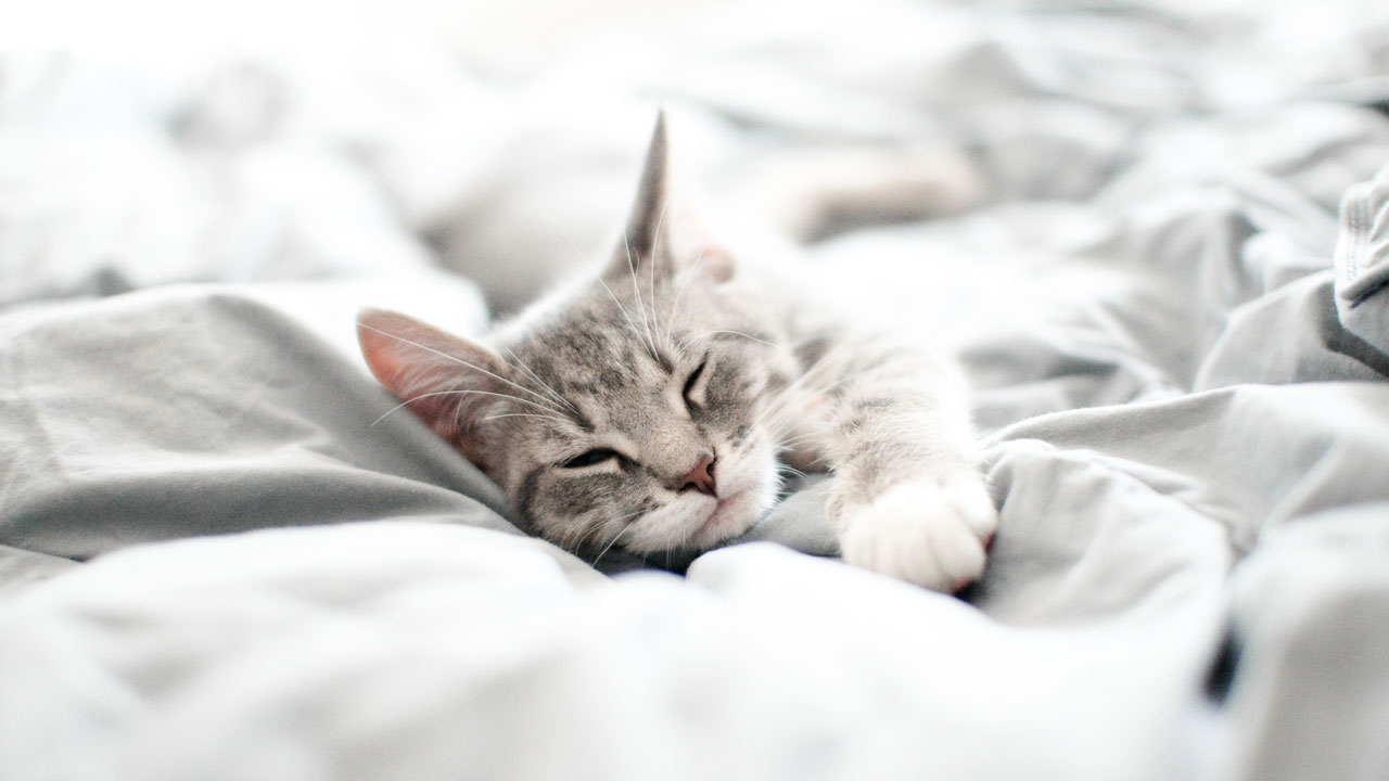 Huile de CBD spécialement conçue pour les chats Huile de CBD spécialement conçue pour les chats