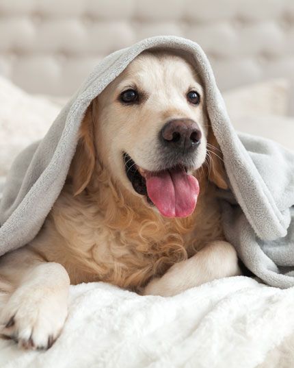 Ne contient pas de produits chimiques ni d'additifs artificiels Ne contient pas de produits chimiques ni d'additifs artificiels