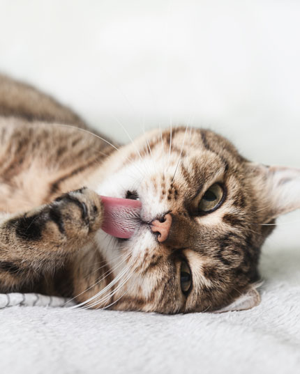 Sans terpènes et très bien toléré Sans terpènes et très bien toléré