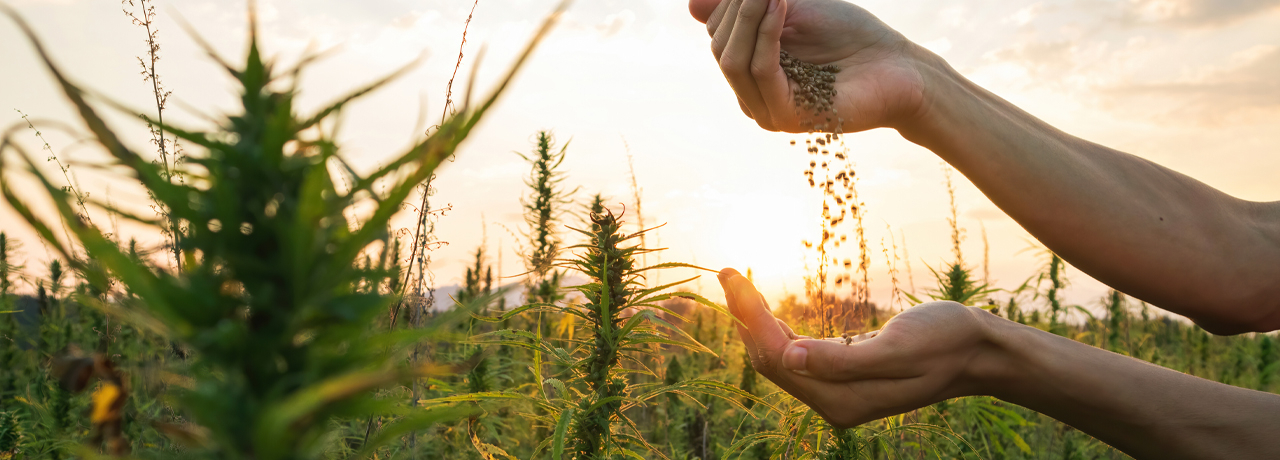 Qu'est-ce que le THC ? D&eacute;finition et effets