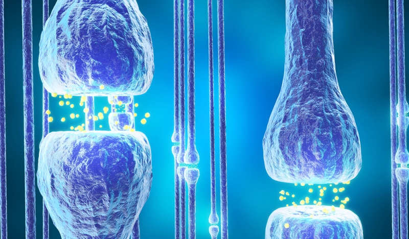 Les r&eacute;cepteurs cannabino&iuml;des