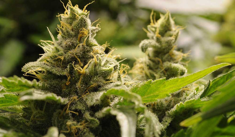 Fleurs de CBD : Effets, utilisation & diff&eacute;rences avec l'huile de CBD