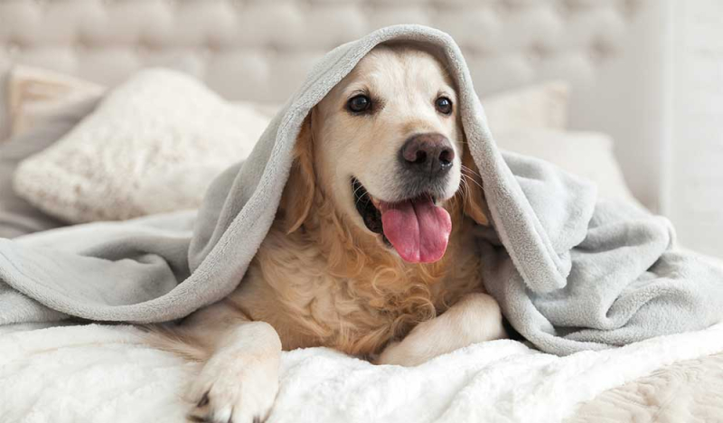 Le CBD pour r&eacute;duire le stress chez les chiens