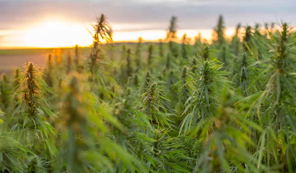 Le chanvre : une culture durable pour des produits de qualit&eacute;