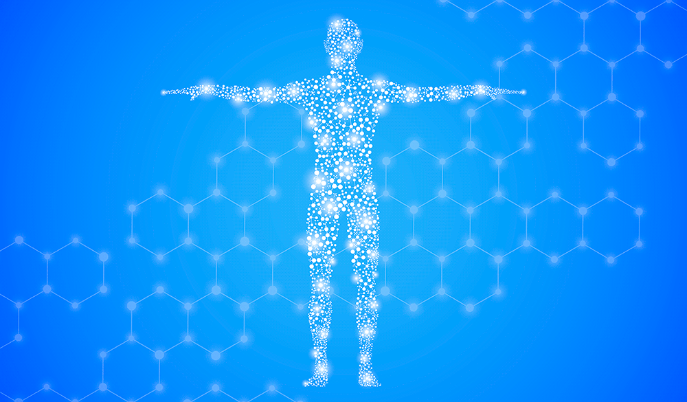 Le syst&egrave;me endocannabino&iuml;de