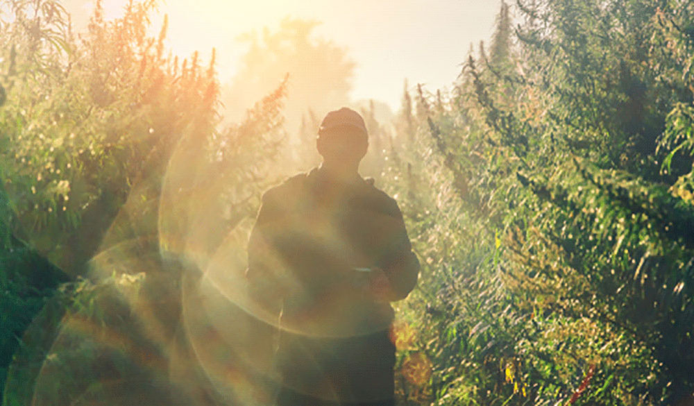 La consommation de THC est ill&eacute;gale