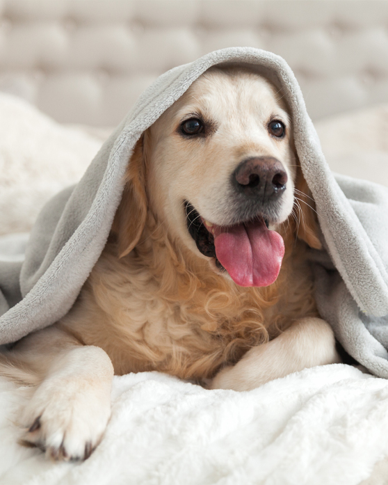 Nos huiles de CBD pour chiens et chats Nos huiles de CBD pour chiens et chats