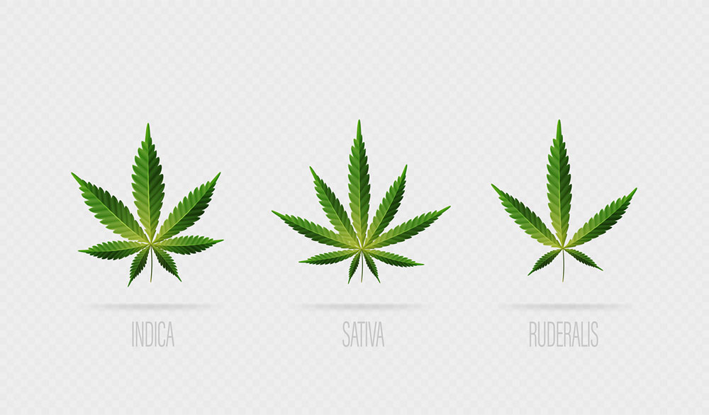Cannabis Sativa, Indica et Ruderalis: les diff&eacute;rences visuelles