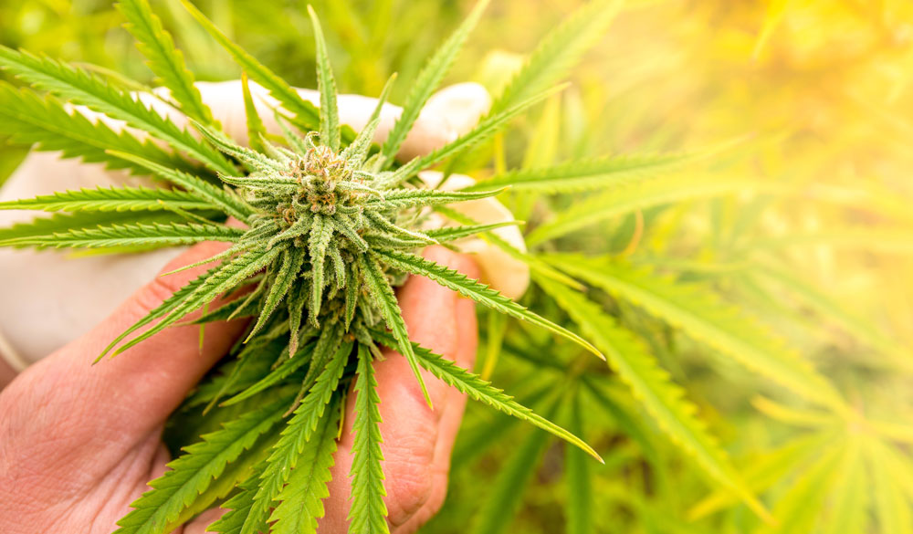 O&ugrave; trouver du THC ? (Tetrahydrocannabinol)