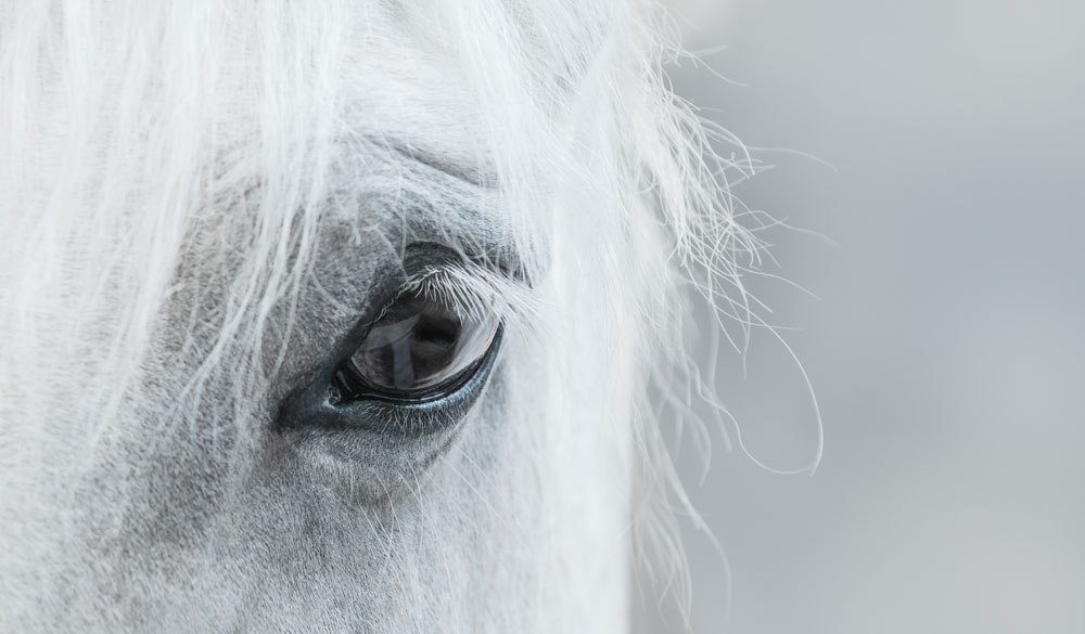 Les raisons d&rsquo;utiliser le CBD pour cheval